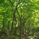 숲속의궁전 이미지