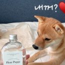 플레르퍼피 이미지