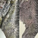 어썸펫 동물병원 이미지