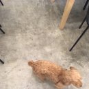 하이펫살롱 이미지