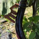 건우 농장 이미지