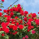 부평공원1 이미지