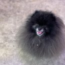 주인아 까까사줘 이미지