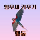 앵무새 이미지