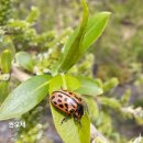 봄을 그리다 이미지