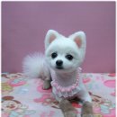 살롱드 펫 이미지