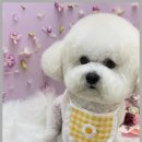 이끌리개 이미지