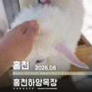 앙팡목장 | 홍천여행 홍천 아이랑 놀거리 하양 양떼목장