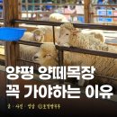 양평 양떼목장 가족들과 함께한 역대급 최고 여행지