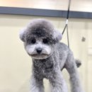 펫살롱 귀요미 이미지