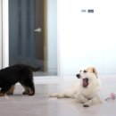 대호동물병원 이미지