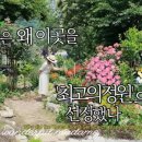 정원야생화 이미지