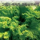 서울배추 그랜드래피드상추 스윗바질 2분 이미지