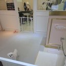 블링블링하개 이미지