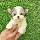 꽃강아지 이미지