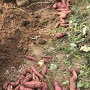 초봉농장 이미지