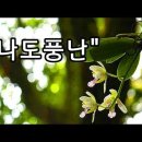 나도풍난 야생화의신비 284편 #꽃말: '인내’ #서식지: 상록수나무 줄기나 바닷가 바위위 #우리나라에서는 제주와 전남, 남해안의 따뜻 이미지