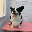 엘로이펫(L.ROYpet) 이미지