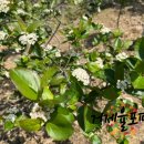 율포농장 이미지