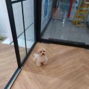 땡글이네 이미지