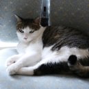 착한 고양이 이미지