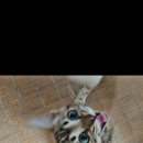 MJ캐터리 이미지