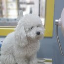 왈왈이발소 이미지