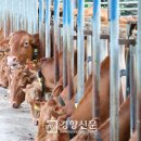 한우사육 이미지