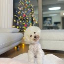 초량애견 이미지