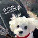 멍이네 수제간식 이미지