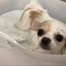 온양애견미용 이미지