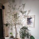 청성미락 이미지