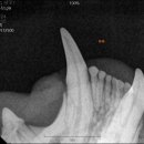 포레브동물의료센터 이미지