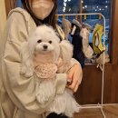 [대구,경산] 루키독 LookyDOG 반려견용품 프리미엄 편집샵 방문 후기