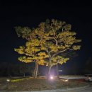 72 | 인천 영종도⛳클럽72클래식코스 라운딩 후기 : 반차 내고 간 봄 라운딩(26.4.8)