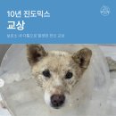 재생동물병원 | 부산 강아지 수술 보호소 내 다툼으로 발생한 전신 교상 후기