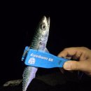 욕지도펜션블루씨 이미지