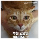 중동우리아이동물병원 | [부천 동물 병원] 중동 우리 아이 동물 병원 고양이 허페스 눈병 진료