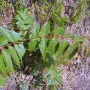 참중나무 이미지