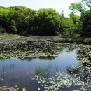 대정읍 영어교육도시내 곶자왈 이미지