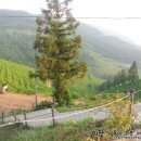 녹차장어가든 이미지