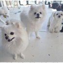 애견멀티샵 이미지