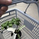 세일화원 | 파주 화원 추천 조인폴리아 방문 후기