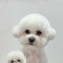 몽띠끄 이미지