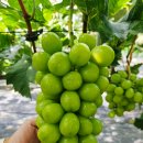 월명농장 이미지