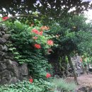 하귤민박 이미지