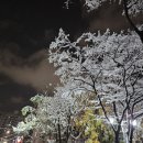 11월 3인가구 생활비 가계부 - 장롱면허 운전연수, 식비 59만원