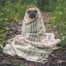 꿈이랑펫 이미지