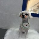 뽀숑그루밍 이미지