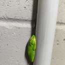 솔로몬세탁소 | (AUS) Graceful Tree Frog. 그레이스풀 트리 프로그 채집, 관찰